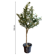 Olivenbaum | künstliche Pflanze | Dekoration | im Topf | 150 cm