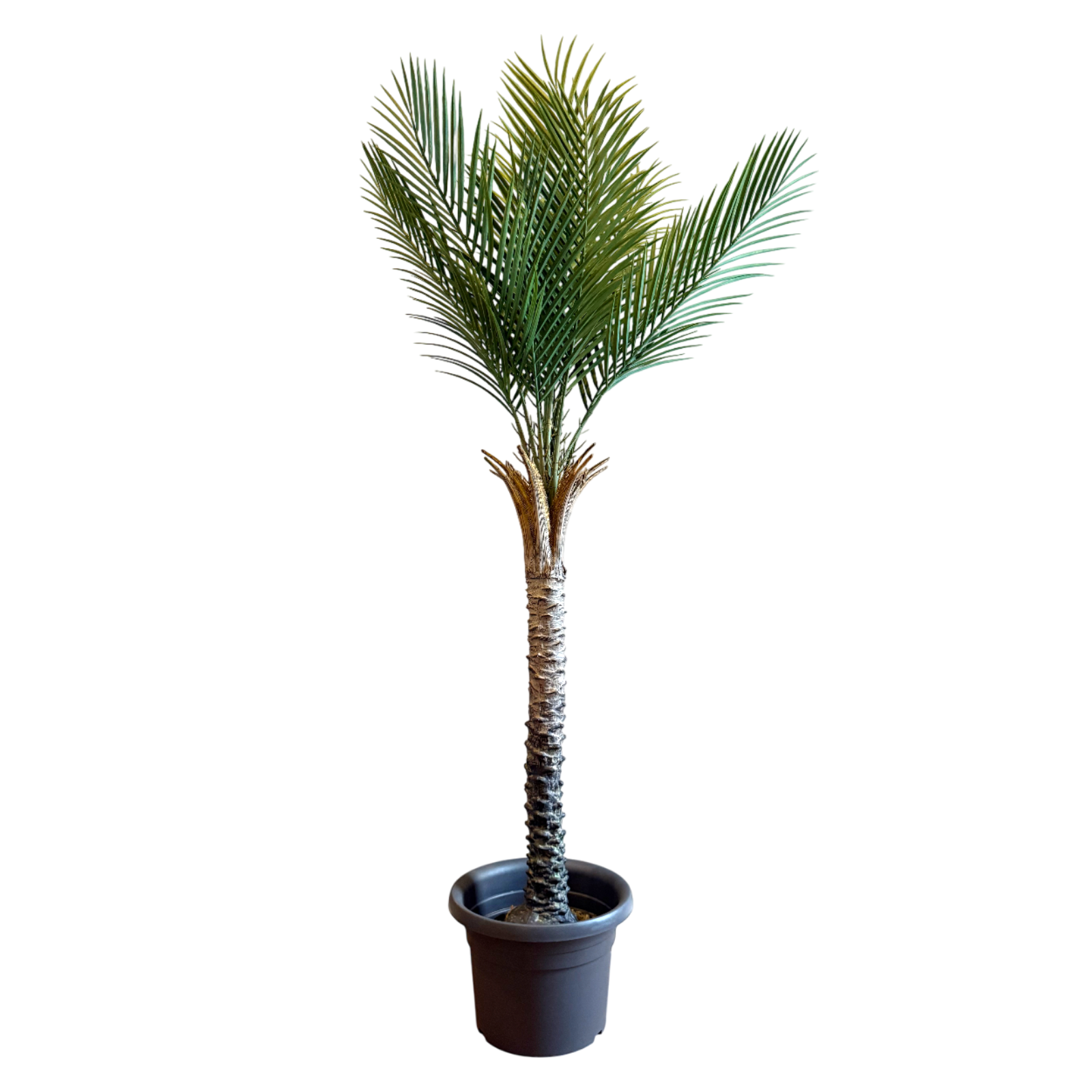 Tropische Palme | künstliche Pflanze | Dekoration | im Topf | 210 cm