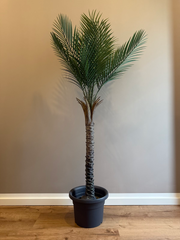 Tropische Palme | künstliche Pflanze | Dekoration | im Topf | 210 cm